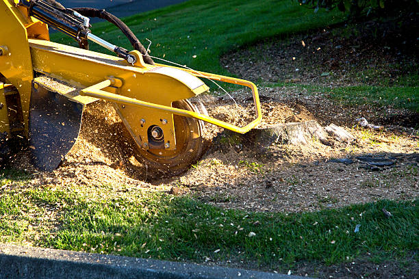 Lawn Grading and Leveling in Alamosa, CO